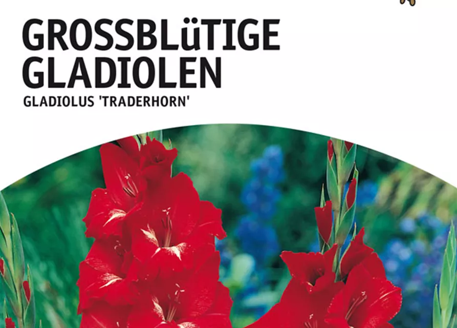 GE Gladiolus Traderhorn x10 12/14 Großbl Glad. tief rot