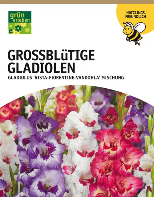 GE Gladiolus Vista Mischung x10 12/14 Großbl Glad. Mischung