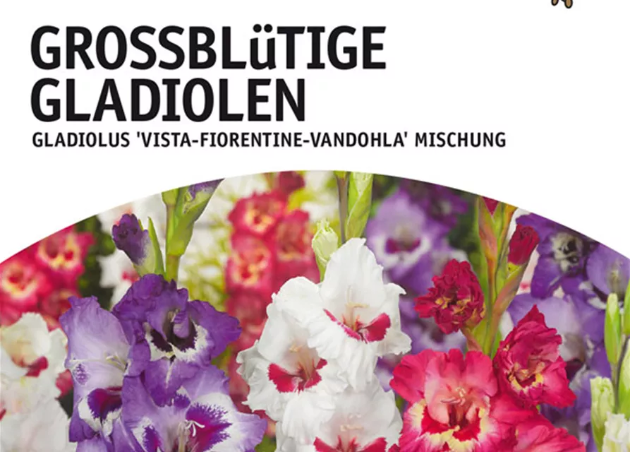 GE Gladiolus Vista Mischung x10 12/14 Großbl Glad. Mischung