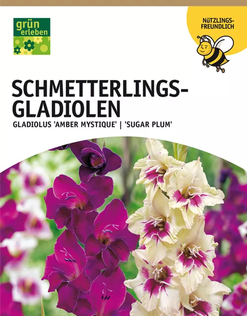 GE Gladiolus Amber Mistique/Sugar Plum Schmett. Glad. Mix x10 10/12