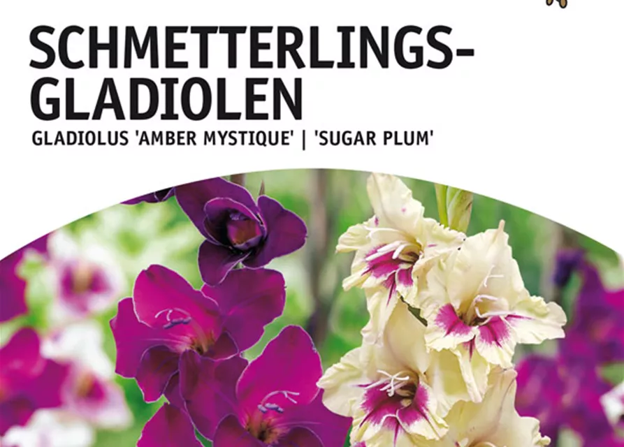 GE Gladiolus Amber Mistique/Sugar Plum Schmett. Glad. Mix x10 10/12