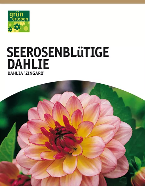 GE Dahlie Zingaro x1 Seerosenbl Dahl. creme-rosa