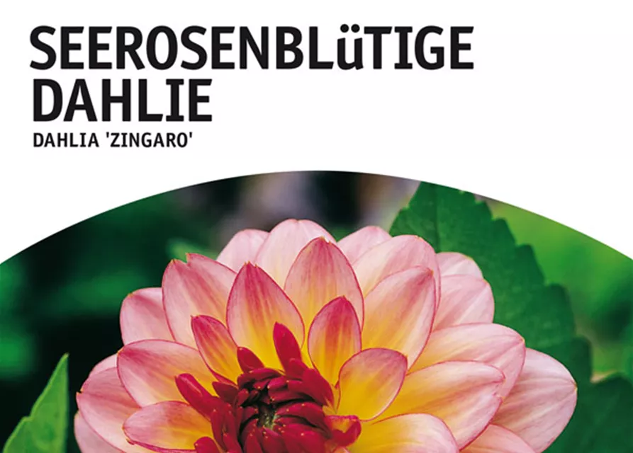 GE Dahlie Zingaro x1 Seerosenbl Dahl. creme-rosa