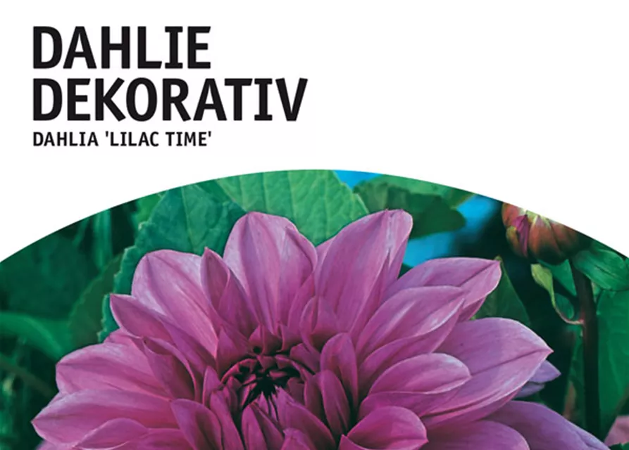 GE Dahlie Lilac Time x1 Schmuck Dahlie lila-blau