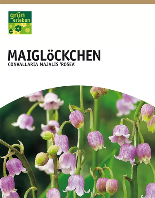 GE Convallaria rosea x4 Maiglöckchen rosa