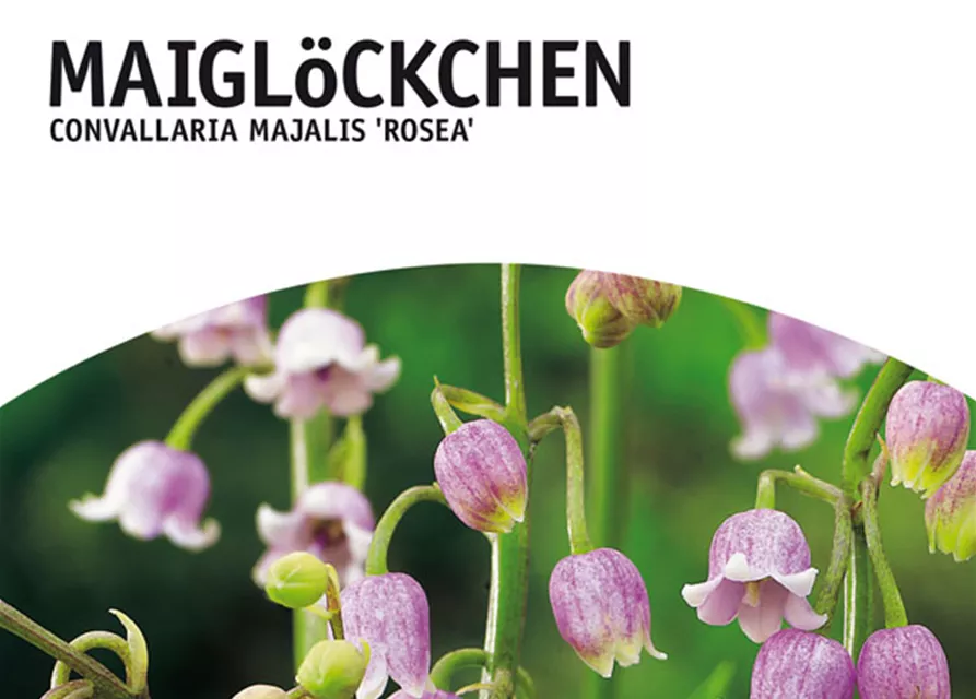 GE Convallaria rosea x4 Maiglöckchen rosa