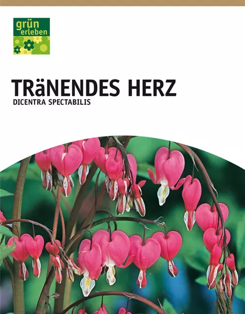 GE Dicentra Spectabilis x1 2/3 Tränendes Herz rosa