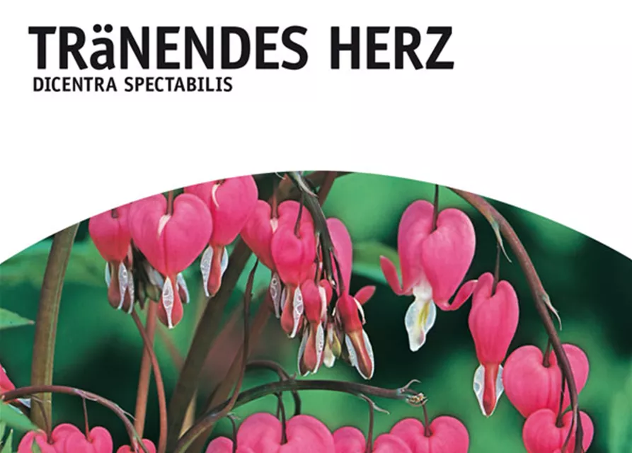 GE Dicentra Spectabilis x1 2/3 Tränendes Herz rosa