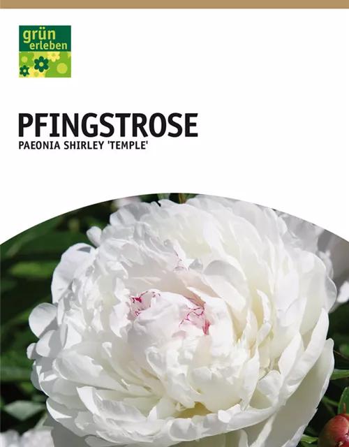 GE Paeonia Shirley Temple x1 2/3 Pfingstrosen weiß