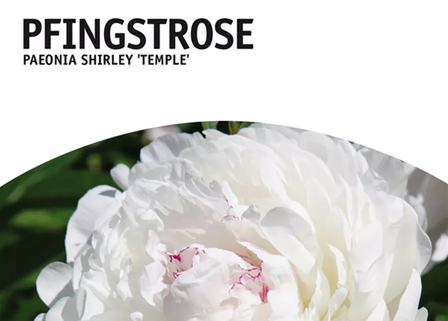 GE Paeonia Shirley Temple x1 2/3 Pfingstrosen weiß