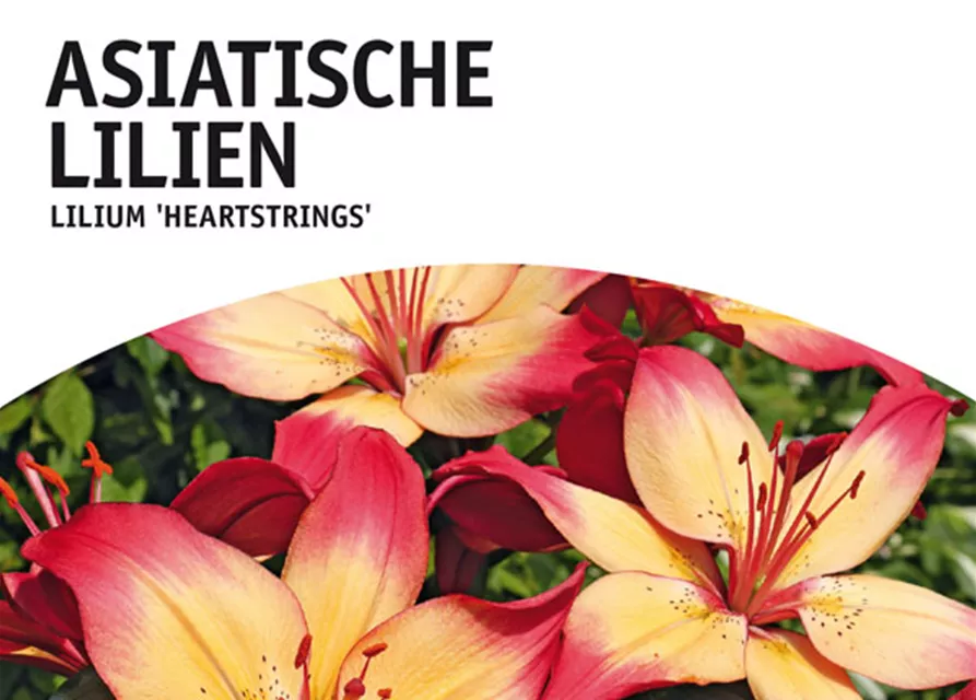 GE Lilien Heartstrings x2 16/+ Aziatische Lilien creme-orange