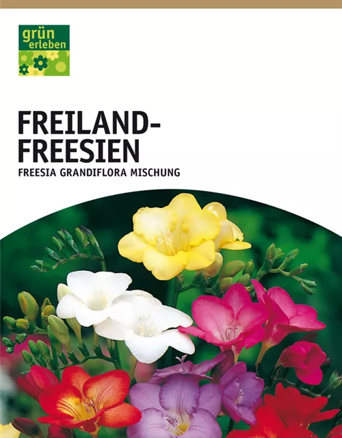 GE Freesia Mischung x25 5/+ Freilandfreesien Mischung