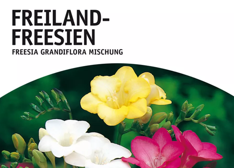 GE Freesia Mischung x25 5/+ Freilandfreesien Mischung