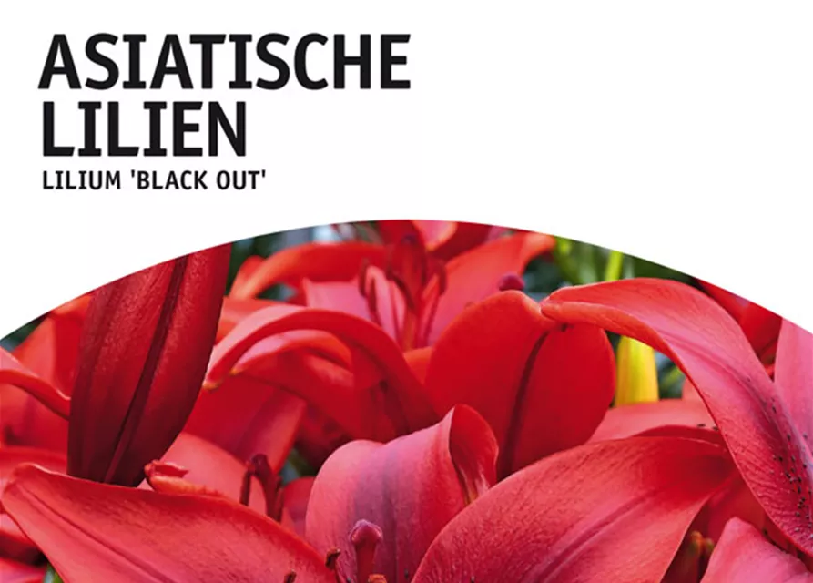 GE Lilien Black Out x2 16/+ Aziatische Lilien dunkelrot