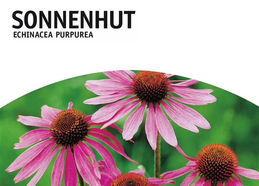 GE Echinacea purpurea x3 Sonnenhut purpur rosa