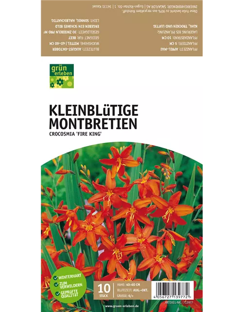 GE Montbretien Fire King x10 6/+ Crocosmia kleinblütig orange