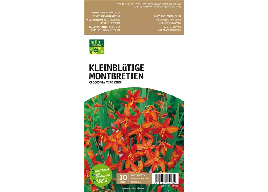 GE Montbretien Fire King x10 6/+ Crocosmia kleinblütig orange