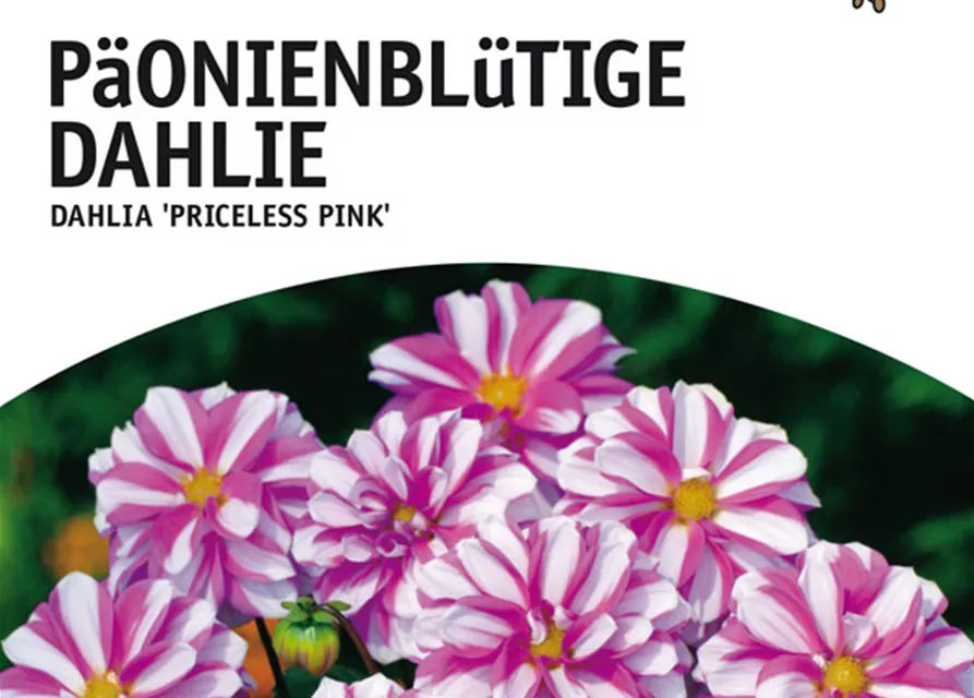 GE Dahlie Priceless Pink x1 Mignon Dahlie rosa-weiß