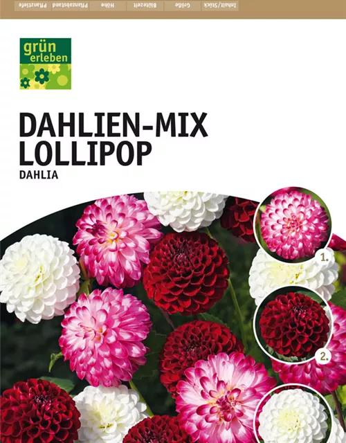 GE Dahlien-Mix Lollipop x4 Dahl-misch Colorful TOP