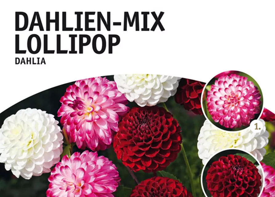 GE Dahlien-Mix Lollipop x4 Dahl-misch Colorful TOP