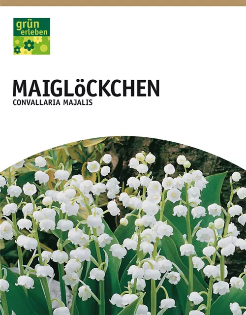 GE Convallaria majalis x10 Maiglöckchen weiß