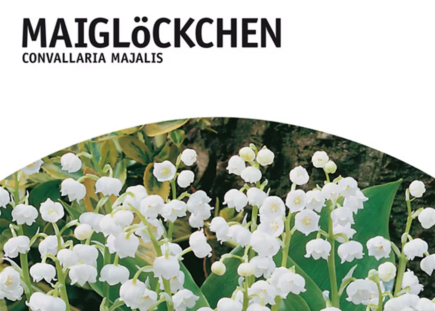 GE Convallaria majalis x10 Maiglöckchen weiß