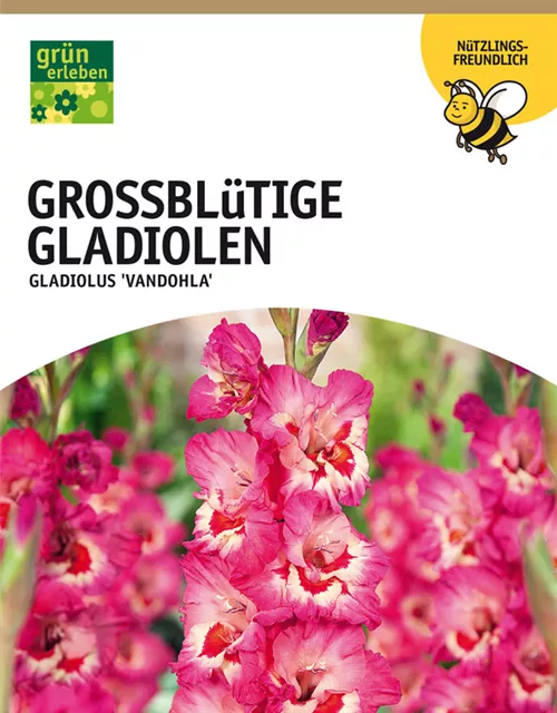 GE Gladiolus Vandohla x10 12/14 Großbl Glad. Rosa rote Augen