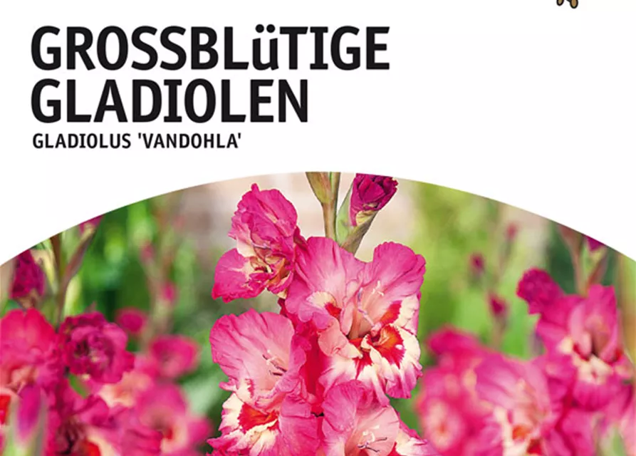 GE Gladiolus Vandohla x10 12/14 Großbl Glad. Rosa rote Augen