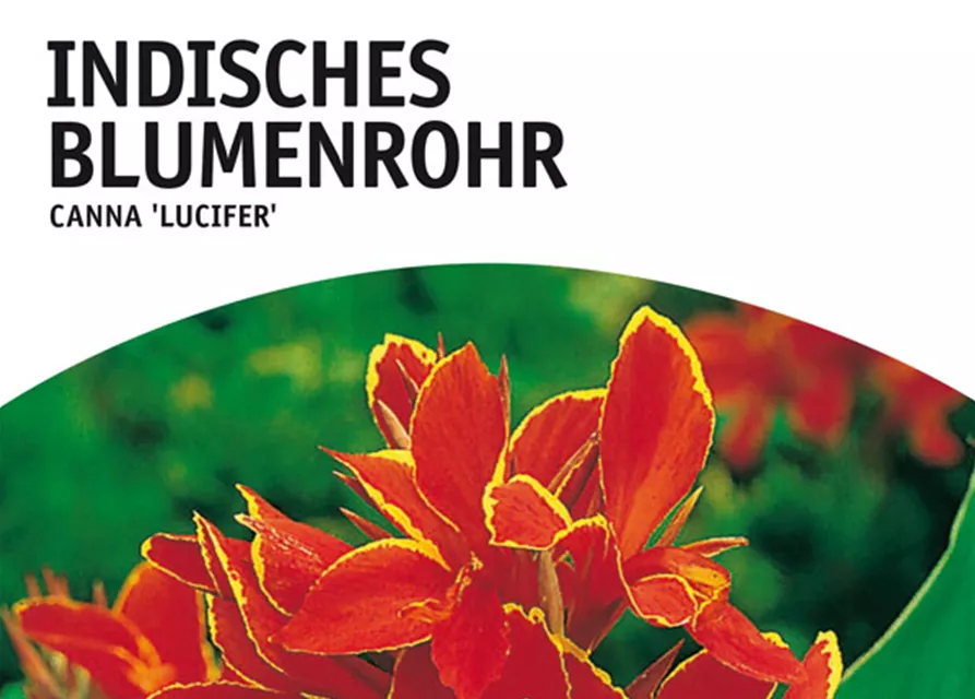 GE Canna Ind. grünl. Lucifer x1 Blumenrohr rot-gelb