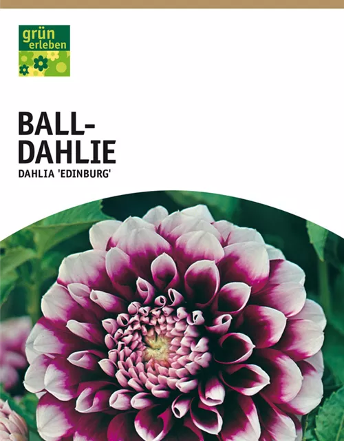 GE Dahlie Edinburg x1 Ball Dahlie violett-weiß