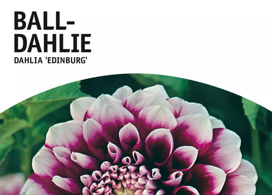 GE Dahlie Edinburg x1 Ball Dahlie violett-weiß