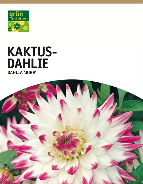 GE Dahlie Jura x1 Kaktus Dahlie weiß-rot