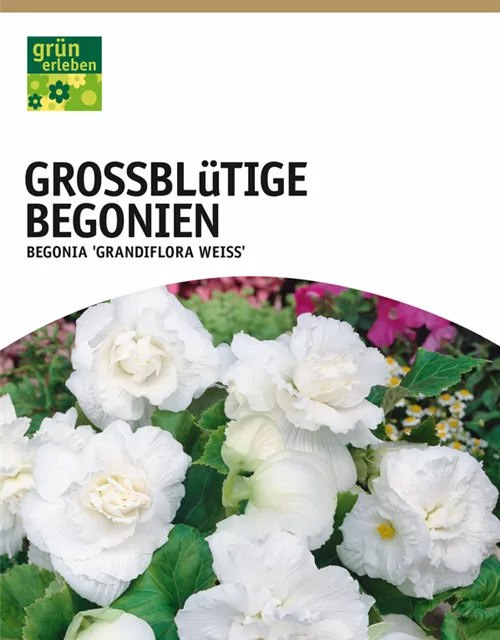 GE Begonien weiß x3 4/6 Begonien großbl weiss