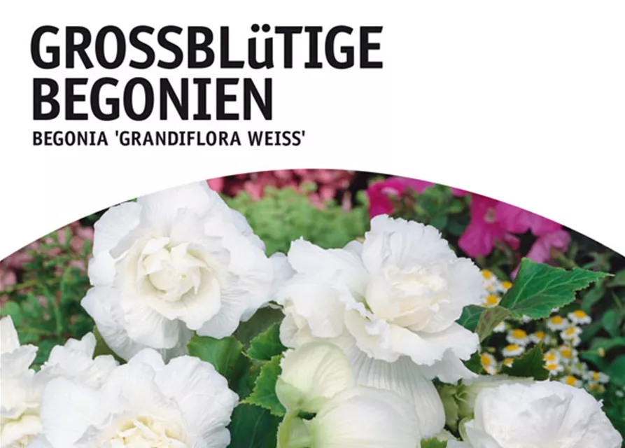 GE Begonien weiß x3 4/6 Begonien großbl weiss