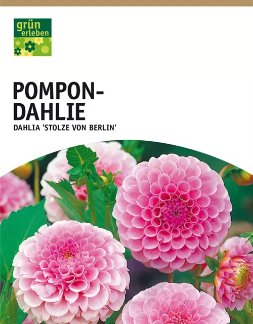 GE Dahlie Stolze von Berlin x1 Pompon Dahlie rosa