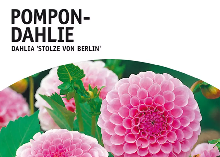 GE Dahlie Stolze von Berlin x1 Pompon Dahlie rosa