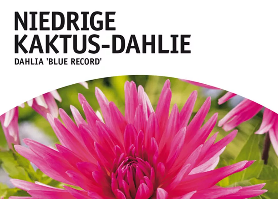 GE Dahlie Blue Record x1 Border Kakt. Dahlie lilablau