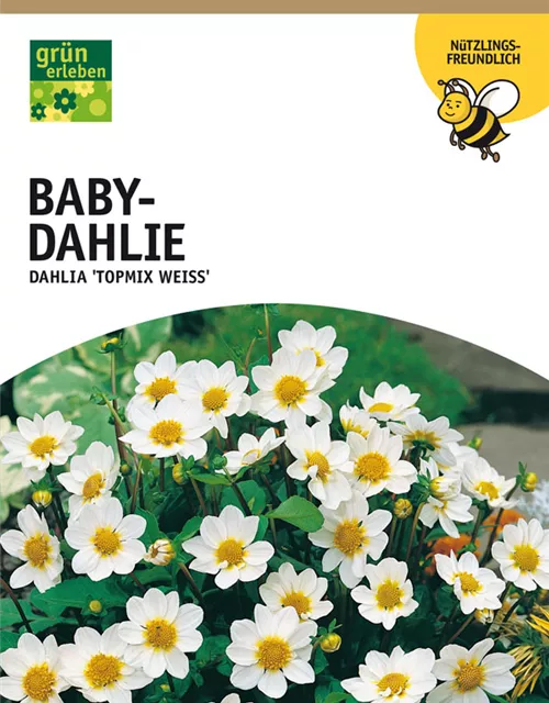 GE Dahlie Topmix weiß x1 Baby Dahlie weiß