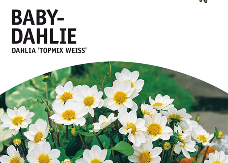 GE Dahlie Topmix weiß x1 Baby Dahlie weiß