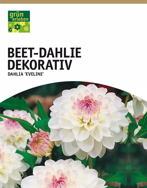 GE Dahlie Eveline x1 Border Dahlie weiß-hell rosa