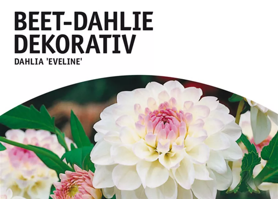 GE Dahlie Eveline x1 Border Dahlie weiß-hell rosa