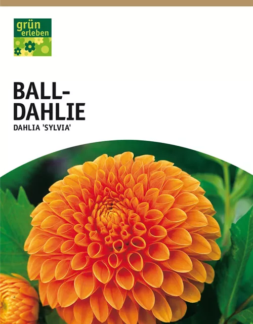 GE Dahlie Sylvia x1 Ball Dahlie kupfer-orange