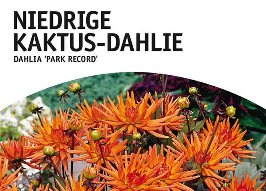 GE Dahlie Park Record x1 Border Kakt. Dahlie orange