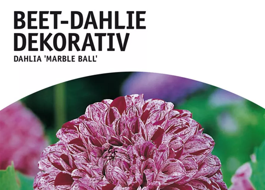 GE Dahlie Marble Ball x1 Border Dahlie purpur-weiss