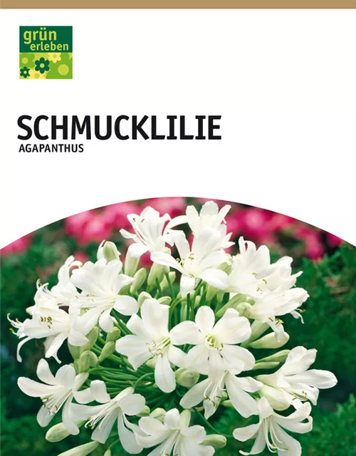 GE Agapanthus weiß x1 1/2 Schmucklilie weiß