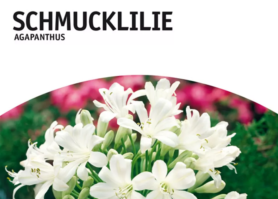 GE Agapanthus weiß x1 1/2 Schmucklilie weiß