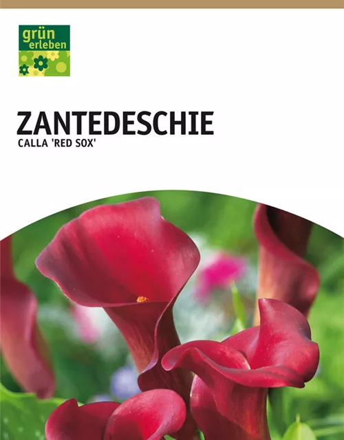 GE Calla Red Sox x1 14/+ Zantedeschia rot