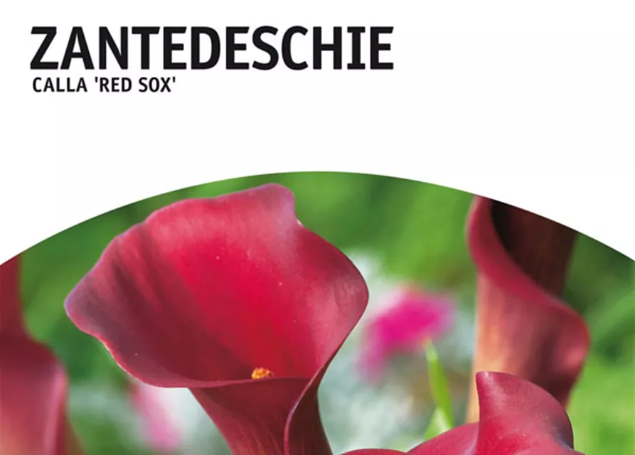 GE Calla Red Sox x1 14/+ Zantedeschia rot