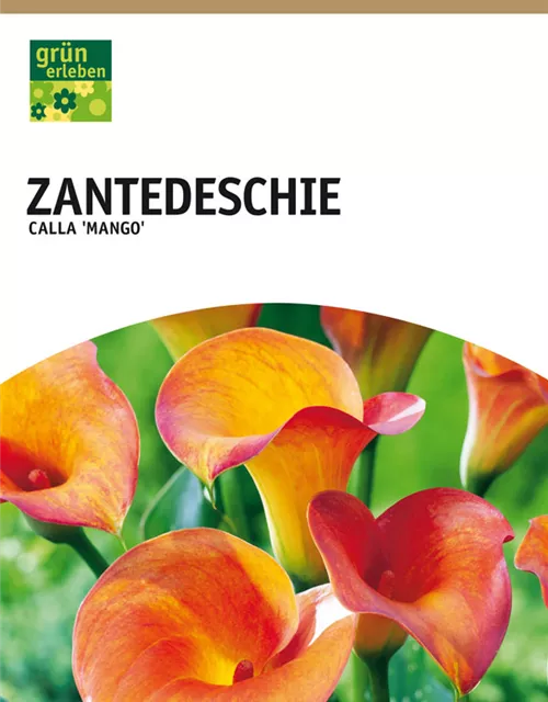 GE Calla Mango x1 14/+ Zantedeschia orange