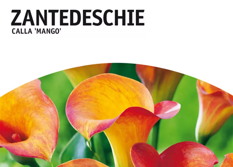 GE Calla Mango x1 14/+ Zantedeschia orange